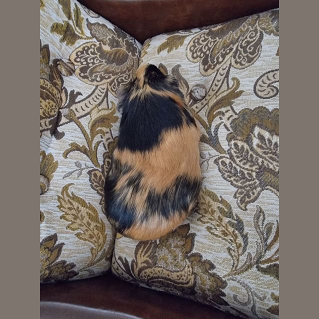 Photo of Peaches And Cream