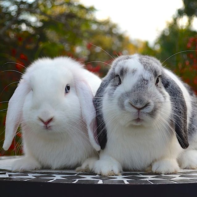 Photo of Marshmallow And Oreo