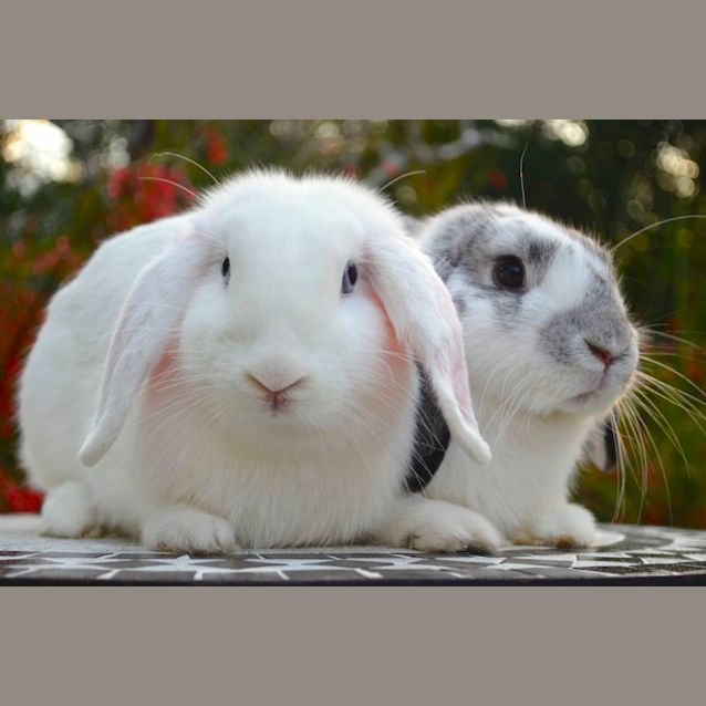 Photo of Marshmallow And Oreo