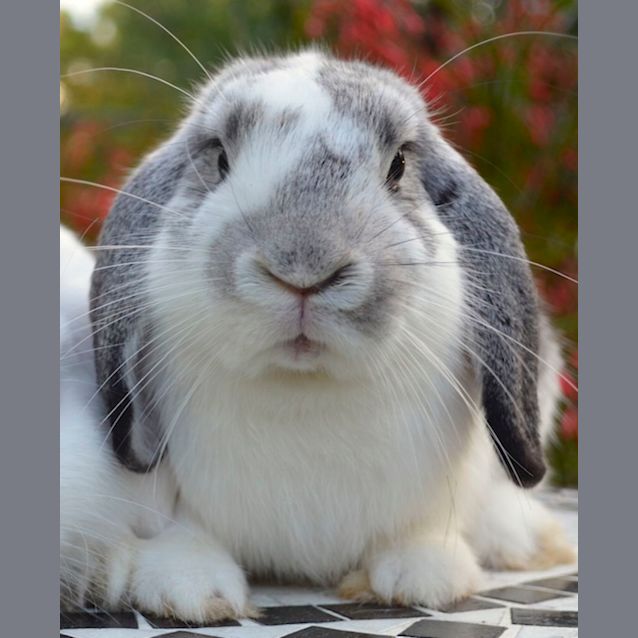 Photo of Marshmallow And Oreo