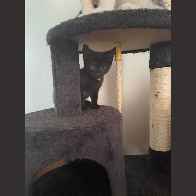 Photo of Felix   Located In Sunshine