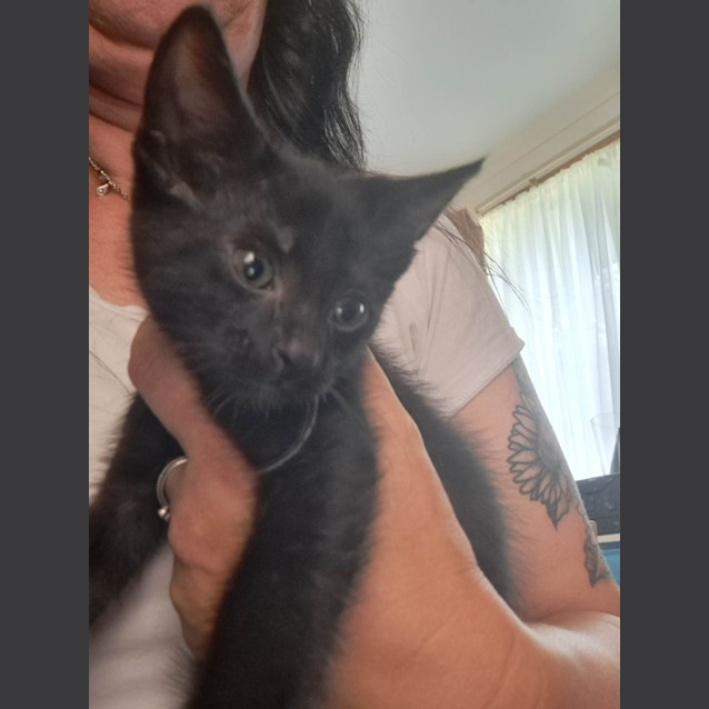 Photo of Felix   Located In Sunshine