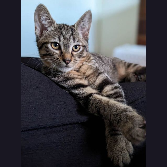 Photo of Wilson   Located In Pascoe Vale South