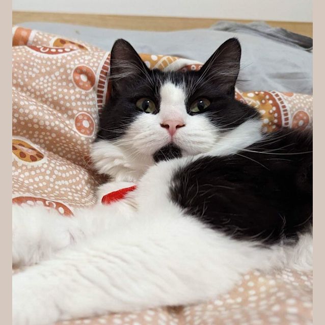 Photo of Sesame