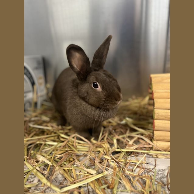 Photo of Peta