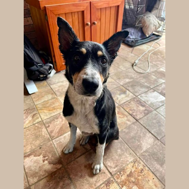 Photo of Duke