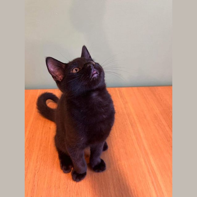 Photo of Cashew & Walnut