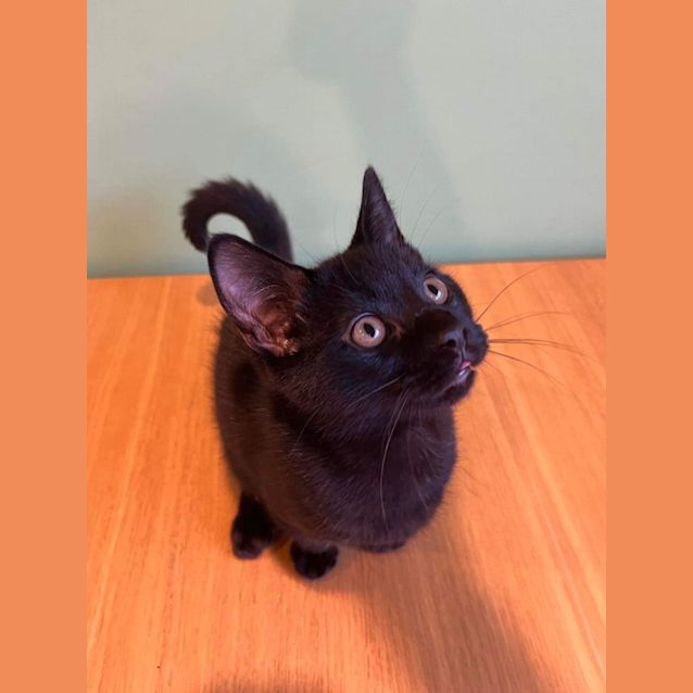 Photo of Cashew & Walnut