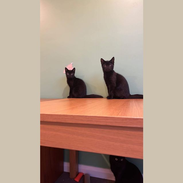 Photo of Cashew & Walnut