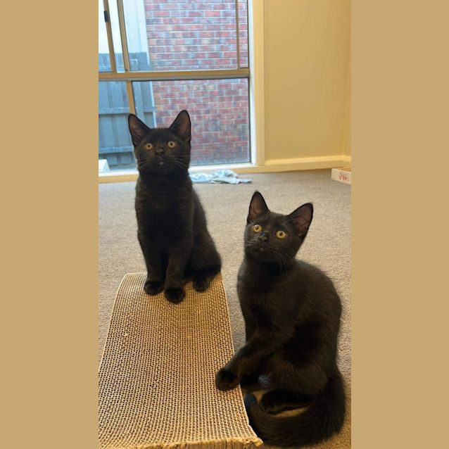 Photo of Cashew & Walnut