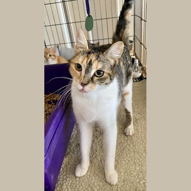 Photo of Georgie Calix