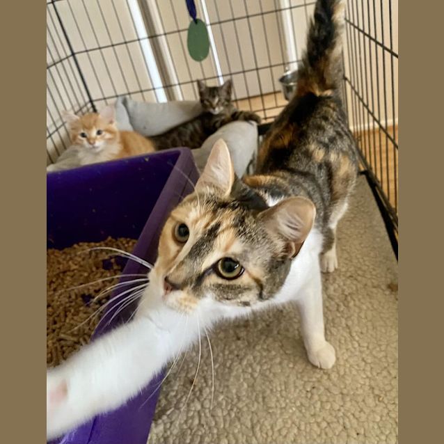 Photo of Georgie Calix