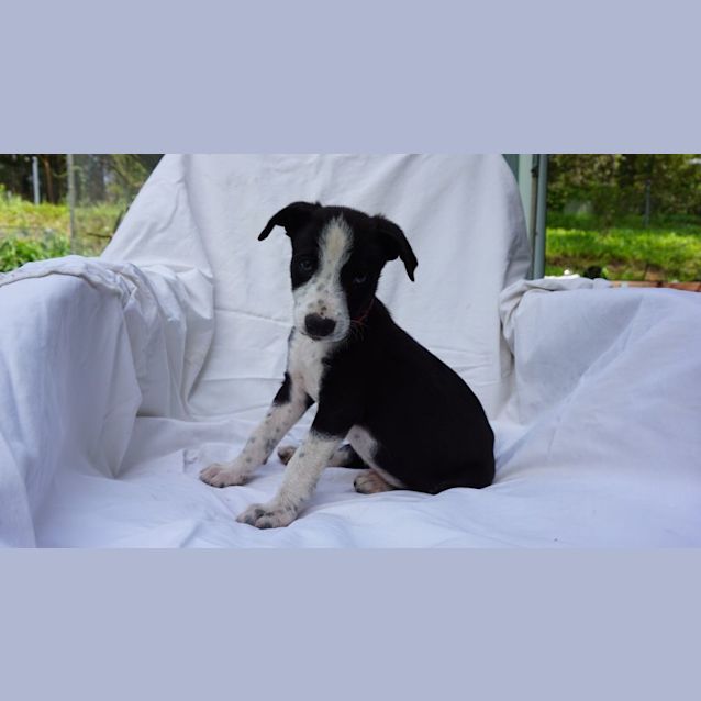 Photo of Grover