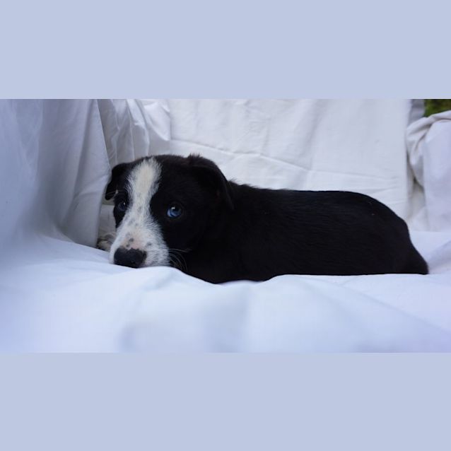 Photo of Grover