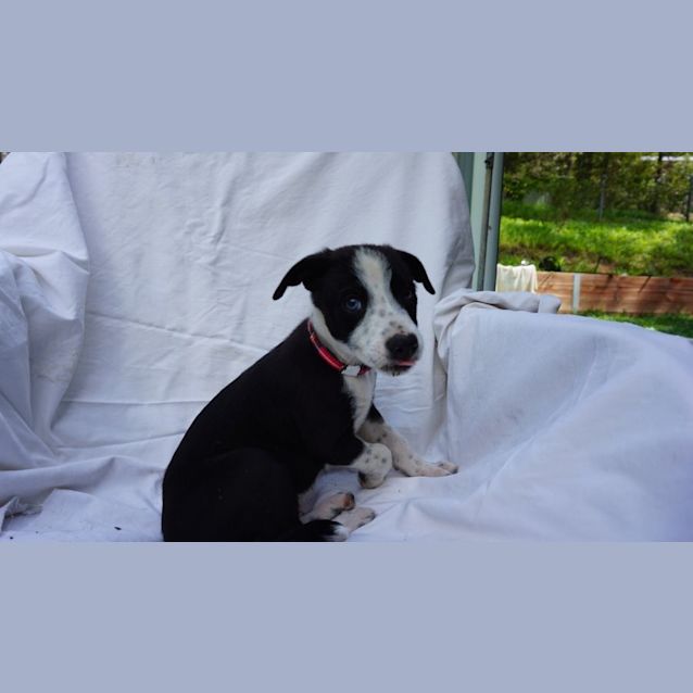 Photo of Grover