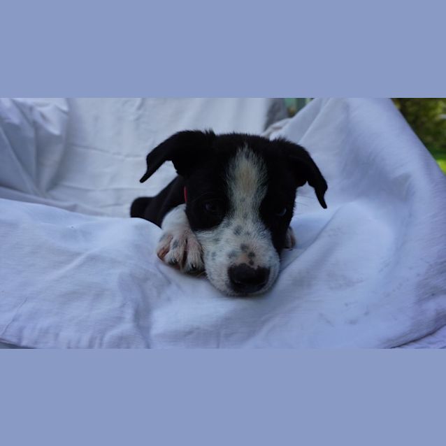 Photo of Grover
