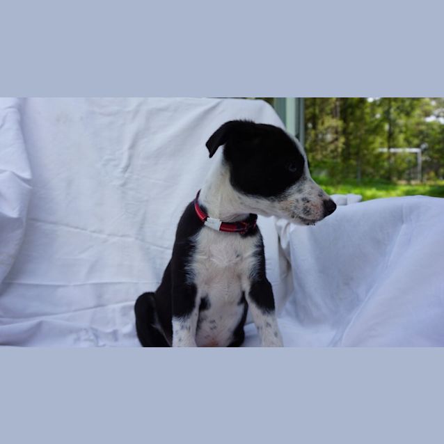 Photo of Grover