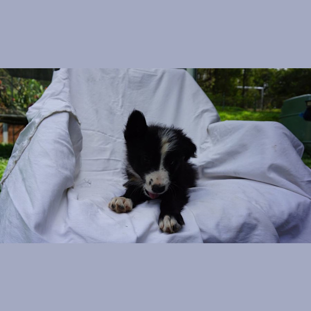 Photo of Fozzy Bear