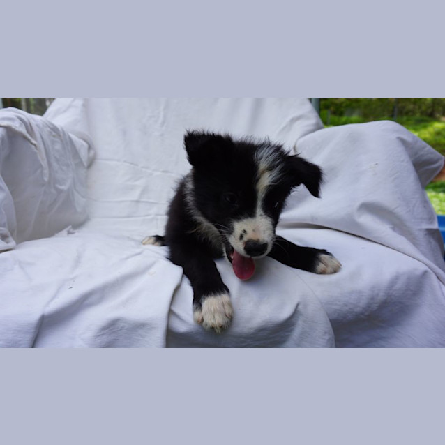 Photo of Fozzy Bear