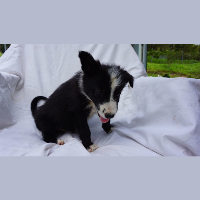 Photo of Fozzy Bear