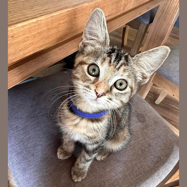 Photo of Harley