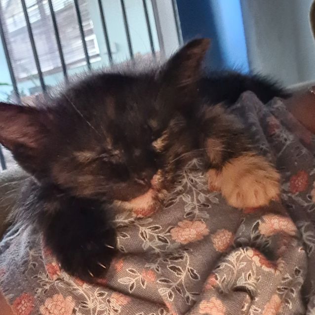 Photo of Sookie