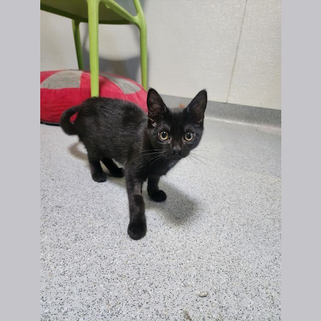 Photo of Cinder (5544)