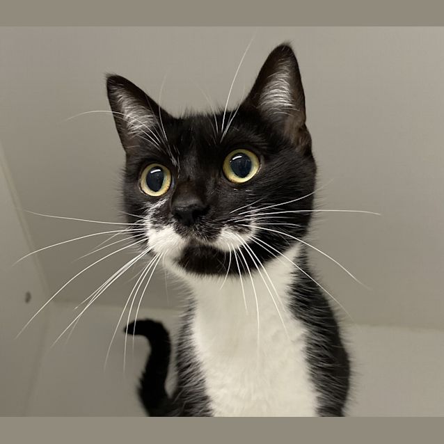 Photo of Houdini (5588)