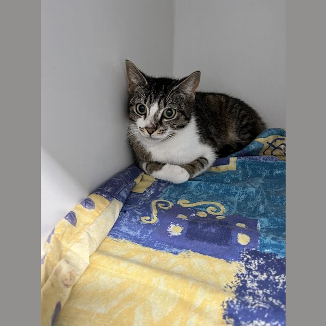 Photo of Ruby (5613)