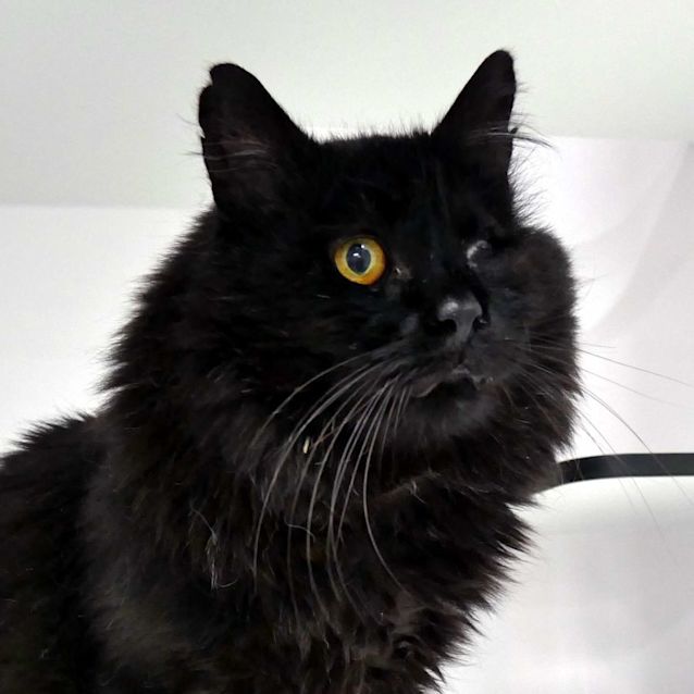 Photo of Jeffrey   Permanent Foster Home