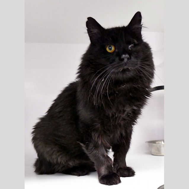 Photo of Jeffrey   Permanent Foster Home