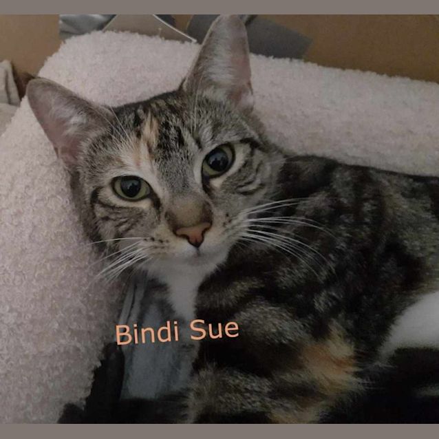Photo of Bindi Sue