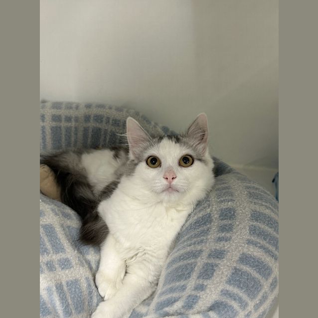 Photo of Harlow