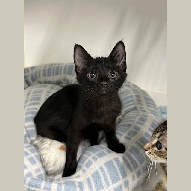Photo of Fizzy   Petstock