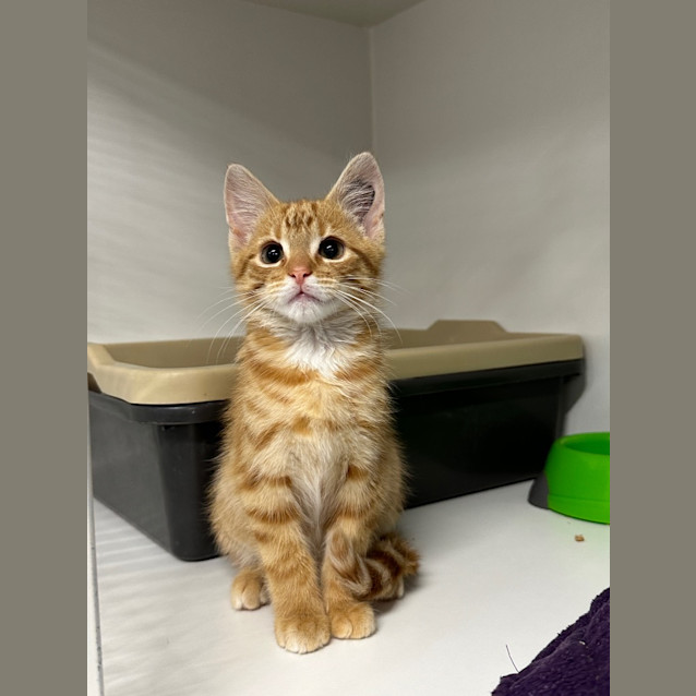 Photo of Otto