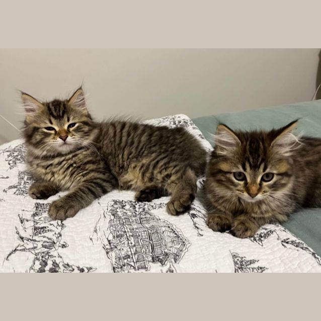 Photo of Mulberry & Gooseberry 