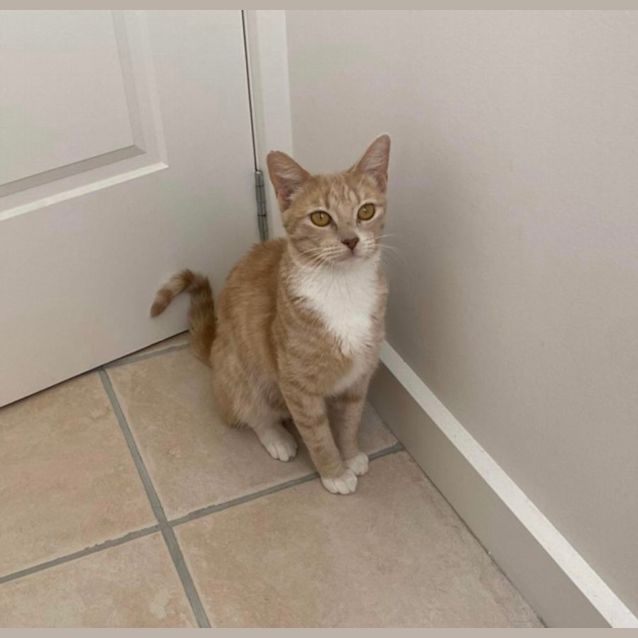 Photo of Maple Syrup 