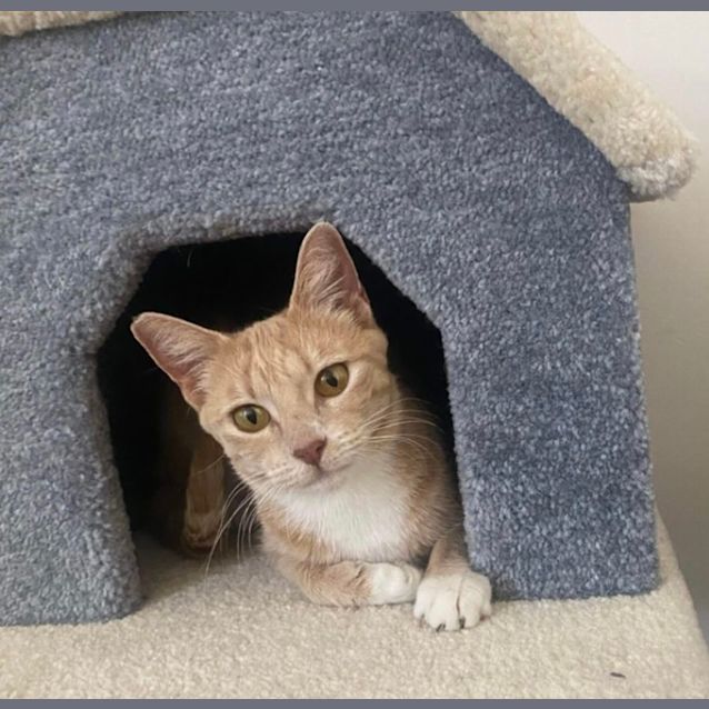 Photo of Maple Syrup 