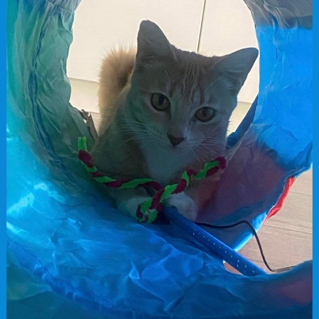 Photo of Maple Syrup 