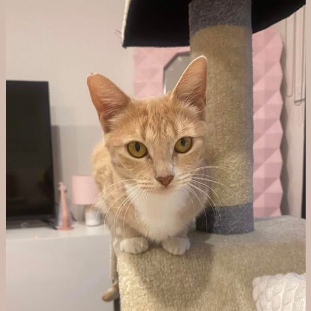 Photo of Maple Syrup 