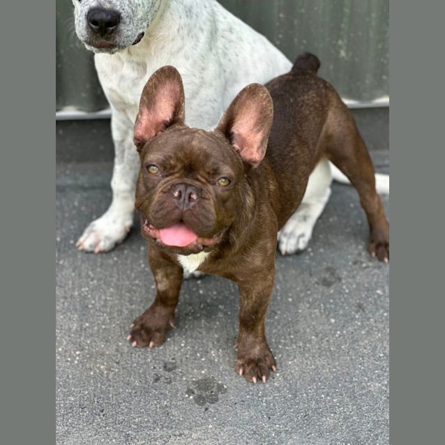 Photo of Winston 🐶