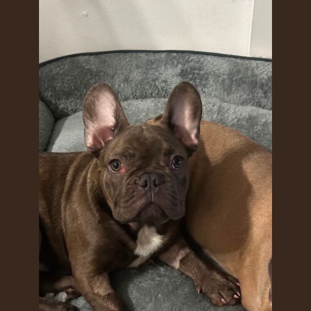 Photo of Winston 🐶