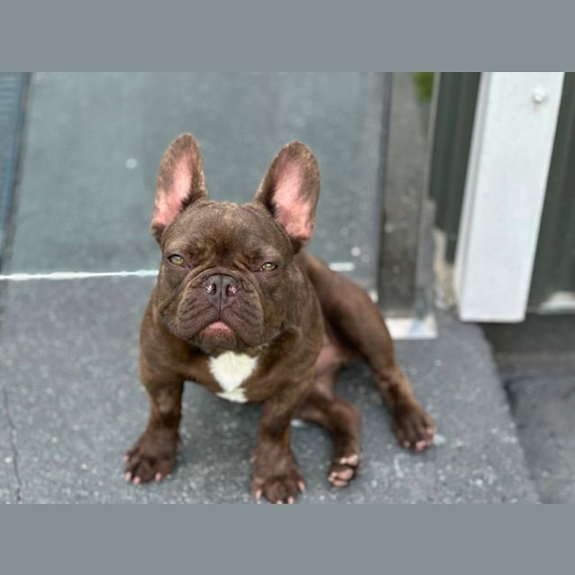 Photo of Winston 🐶