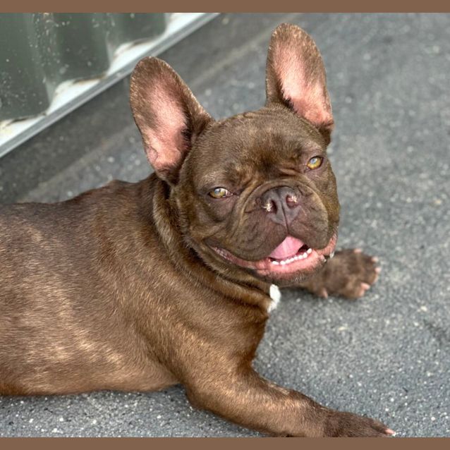 Photo of Winston 🐶