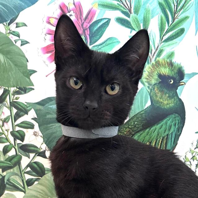 Photo of Neo   Located In Pascoe Vale