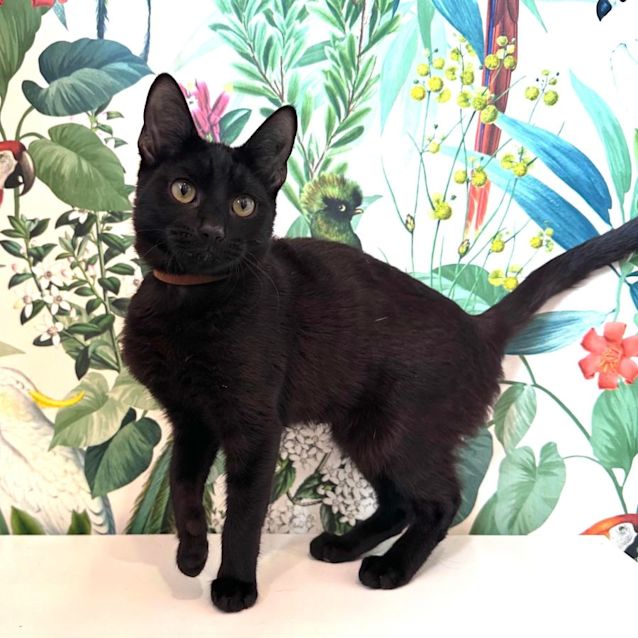 Photo of Morgan   Located In Preston