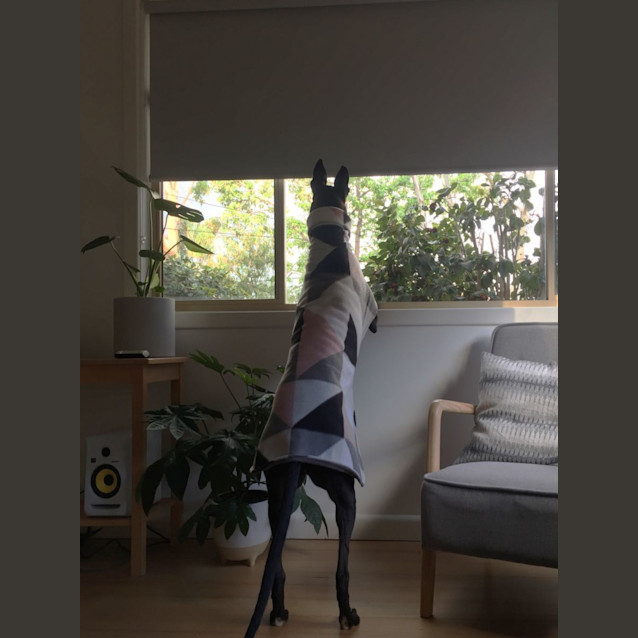 Photo of Otto