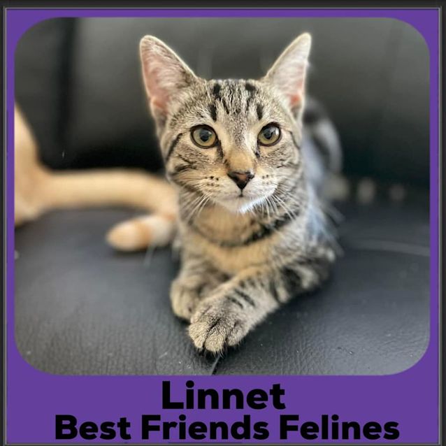 Photo of Linnet 