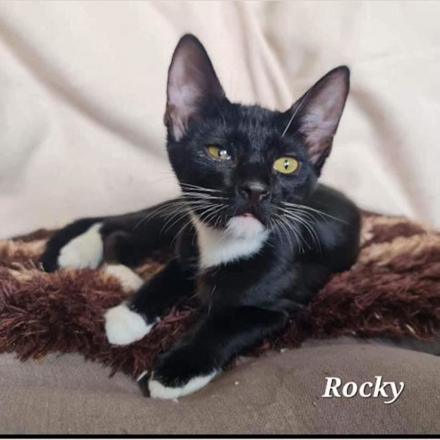 Photo of Rocky