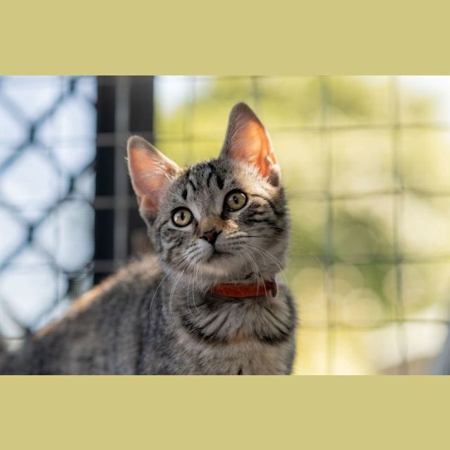 Photo of Cali **2nd Chance Cat Rescue**
